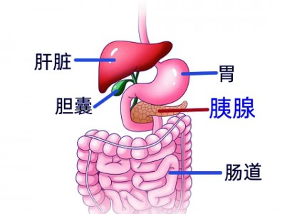 胆囊在哪个位置？