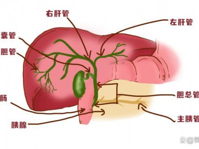 胆囊与肝病的关系