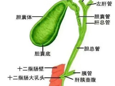 胆囊是什么？