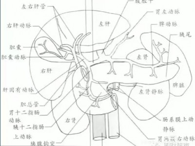 胆囊超声简洁对照图，轻轻松松看懂胆囊B超