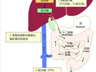 胆汁在体内流向图